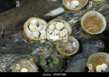 Common Bird's Nest - Crucibulum laeve Stock Photo