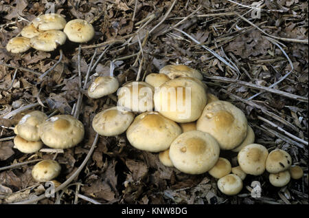 Spring Fieldcap - Agrocybe praecox Stock Photo