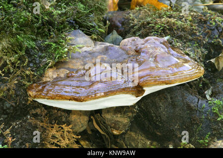 Beeswax Bracket - Ganoderma pfeifferi Stock Photo