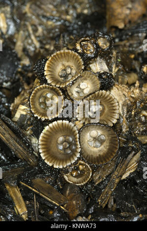 Fluted Bird's Nest - Cyathus striatus Stock Photo