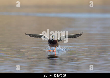 Mallard / Wild Duck (Anas platyrhynchos) male / drake landing in water of lake with open wings and legs stretched forward Stock Photo