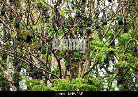 Tree full of Flying Dogs in the wild on the island of Sri Lanka Stock Photo