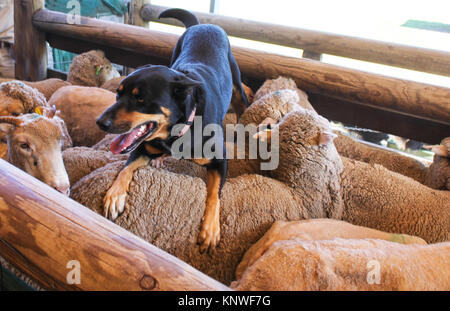 A sheepdog with tongue hanging out rests on the back of the sheep he just coralled in wooden pen Stock Photo