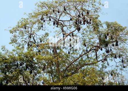 Tree full of Flying Dogs in the wild on the island of Sri Lanka Stock Photo