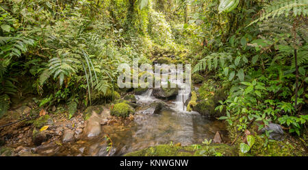 Idyllic clearwater stream flowing through montane rainforest at 1.900m elevation in the Cordillera del Condor, a site of high biodiversity and endemis Stock Photo