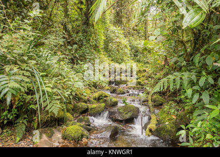 Idyllic clearwater stream flowing through montane rainforest at 1.900m elevation in the Cordillera del Condor, a site of high biodiversity and endemis Stock Photo