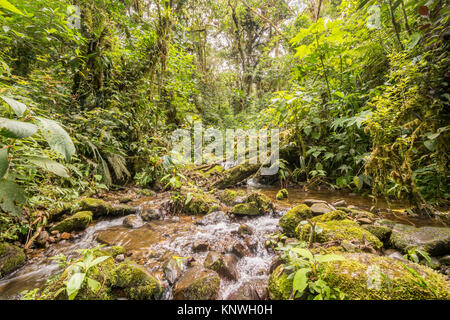 Idyllic clearwater stream flowing through montane rainforest at 1.900m elevation in the Cordillera del Condor, a site of high biodiversity and endemis Stock Photo