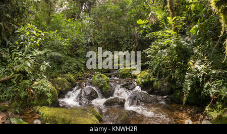 Idyllic clearwater stream flowing through montane rainforest at 1.900m elevation in the Cordillera del Condor, a site of high biodiversity and endemis Stock Photo