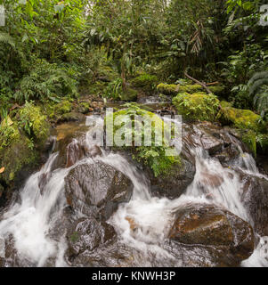 Idyllic clearwater stream flowing through montane rainforest at 1.900m elevation in the Cordillera del Condor, a site of high biodiversity and endemis Stock Photo