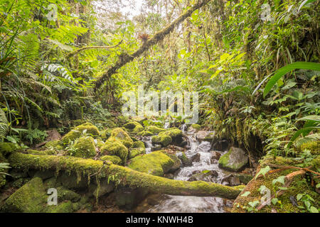 Idyllic clearwater stream flowing through montane rainforest at 1.900m elevation in the Cordillera del Condor, a site of high biodiversity and endemis Stock Photo