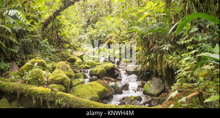 Idyllic clearwater stream flowing through montane rainforest at 1.900m elevation in the Cordillera del Condor, a site of high biodiversity and endemis Stock Photo