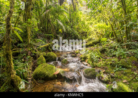 Idyllic clearwater stream flowing through montane rainforest at 1.900m elevation in the Cordillera del Condor, a site of high biodiversity and endemis Stock Photo