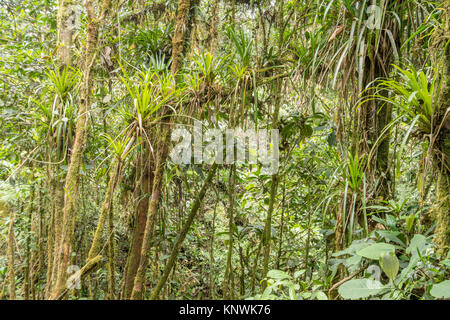 Monwane Tree Interior of montane rainforest with mossy tree trunks and many ...