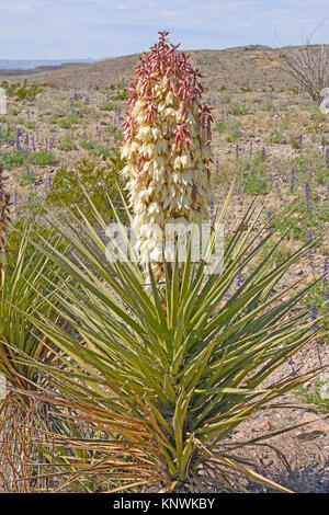 Desert in bloom with Big Bend Bluebonnet and Prickly pear cactus Big ...