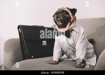 business dog Stock Photo