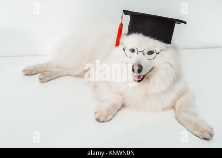 dog in graduation hat and eyeglasses Stock Photo