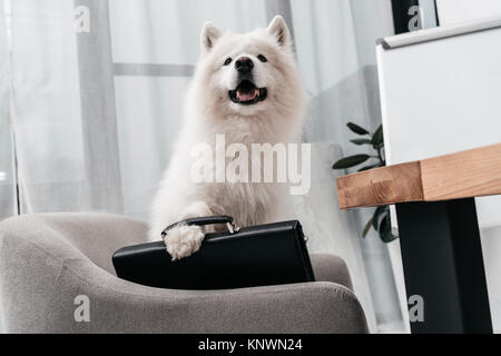 business dog with briefcase  Stock Photo