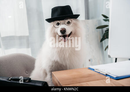 stylish business dog Stock Photo