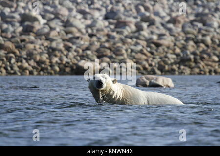 Polar Bear (Ursus Maritimus) swimming in the arctic ocean of Arviat, Nunavut Canada Stock Photo