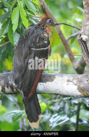 A miserable looking  hoatzin (Opisthocomus hoazin), stinkbird, Canje pheasant, or stinking turkey sits out a rain storm. Yasuni National Park, Amazon, Stock Photo