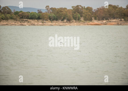 A small river gull perches on a stormy day in the middle of the Proserpina reservoir, Badajoz, Extremadura, Spain. Stock Photo