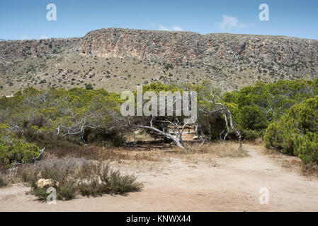 Pine grove of Aleppo Pine, Pinus halepensis, growing on dunes. Photo taken in Santa Pola, Alicante, Spain Stock Photo