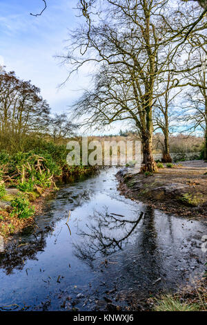 Winter Scene, Bolam Lake Country Park, Northumberland, UK Stock Photo