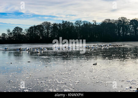 Winter Scene, Bolam Lake Country Park, Northumberland, UK Stock Photo