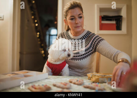 Mature woman is decorating homemade christmas cookies in the kitchen of her home. Her pet dog is sitting on her knee wearing a christmas jumper. Stock Photo