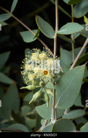 Curly Mallee or Eucalyptus gillii, rarely seen Australian Eucalypt, growing in arid country near Broken Hill, NSW and near Lake Frome in South Austral Stock Photo