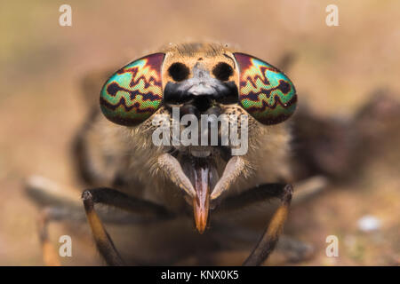 Notch-horned Cleg horsefly female (Haematopota pluvialis) frontal photo showing the very colourful compound eyes. Thurles, Tipperary, Ireland. Stock Photo