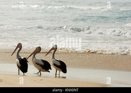 Pelecanus conspicillatus, Australian Pelicans on a beach in SE Queensland Stock Photo