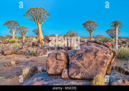 Quiver tree forest Stock Photo