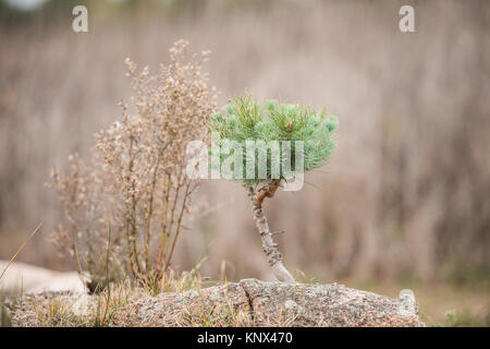 A small pine tree grows in the middle of a rock that has split in half near the reservoir of Proserpina, Badajoz, Extremadura, Spain. Stock Photo