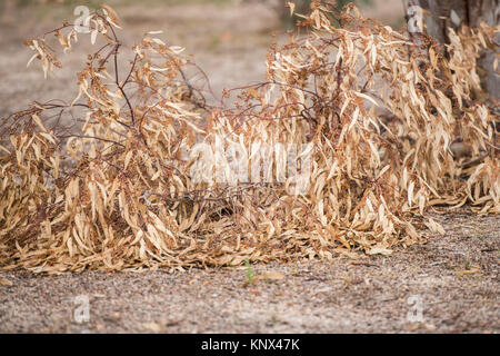 Dry branches of eucalyptus fallen on the ground near the reservoir of Proserpina, Badajoz, Extremadura, Spain. Stock Photo
