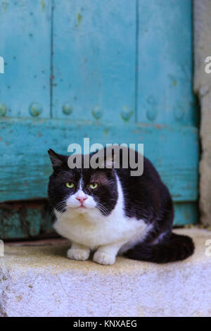 Black and white grumpy chubby cat looking at camera, sitting against rustic green wooden door Stock Photo