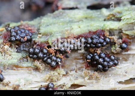 Slime mold or mould, Metatrichia vesparia Stock Photo