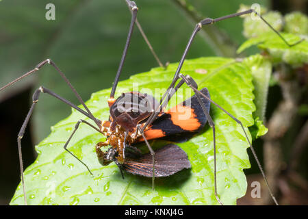 Giant Harvesman or Phalangid feeding on a butterfly in montane rainforest at night in the Cordillera del Condor, Ecuador. This pristine mountain range Stock Photo