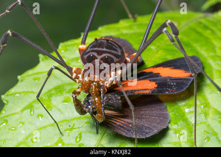 Giant Harvesman or Phalangid feeding on a butterfly in montane rainforest at night in the Cordillera del Condor, Ecuador. This pristine mountain range Stock Photo