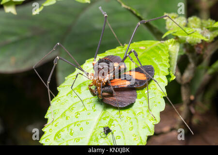 Giant Harvesman or Phalangid feeding on a butterfly in montane rainforest at night in the Cordillera del Condor, Ecuador. This pristine mountain range Stock Photo