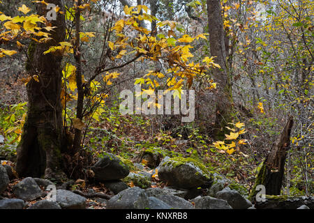 SYCAMORE TREE with fall foliage in GARZAS CANYON - CARMEL VALLEY, CALIFORNIA Stock Photo
