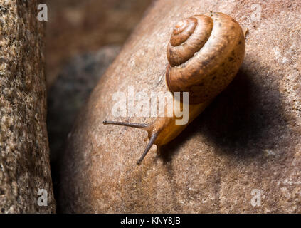 little snail is crawling on the stone Stock Photo