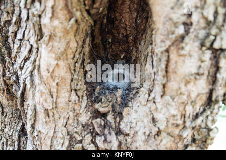 Spider cave in tree Stock Photo