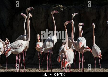 Group of pink flamingos, Zoo, Valencia, Spain