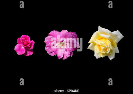 Rose flowers in three different colors pink, rosy pink and yellow Stock Photo