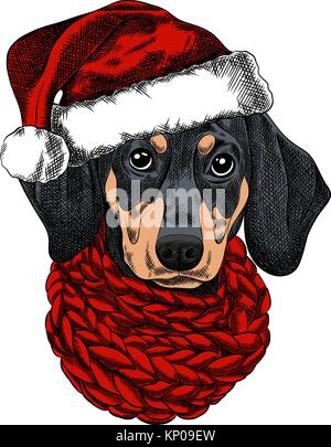 Vector illustration of a Dachshund dog for a Christmas card. Dachshund with a red knitted warm scarf and a santa hat Stock Vector