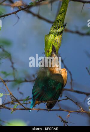 green vine snake preying on small kingfisher, while the beak of the bird pierced the skin of the snake. Stock Photo
