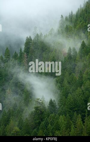 Forest slope in fog, Opal Creek Scenic Recreation Area, Willamette National Forest, Oregon.