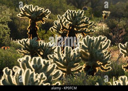 Cholla cactus along Pemberton Trail, McDowell Mountain Regional Park, Maricopa County, Arizona.