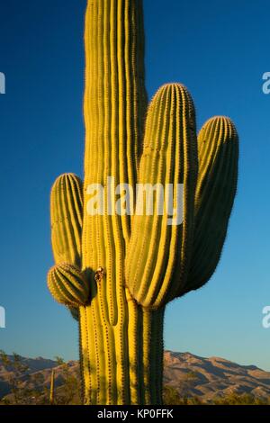 Saguaro along Cactus Forest Drive, Saguaro National Park-Rincon Mountain Unit, Arizona.